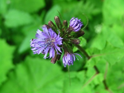 Modrzyk górski - Muldegium alpinum