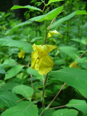 Niecierpek pospolity - Impatiens noli-tangere