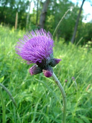Ostrożeń łąkowy - Cirsium rivulare