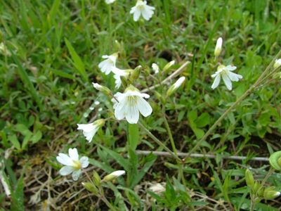 Rogownica polna - Cerastium arvense