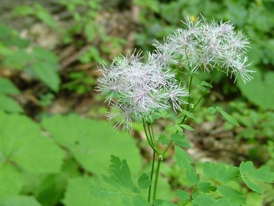 Rutewka orlikolistna - Thalictrum aquilegifolium