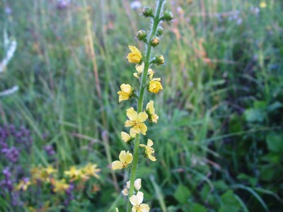 Rzepik pospolity - Agrimonia eupatoria