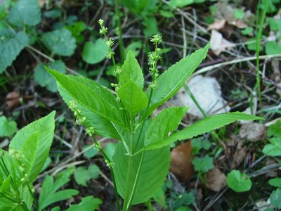 Szczyr trwały - Mercurialis perennis
