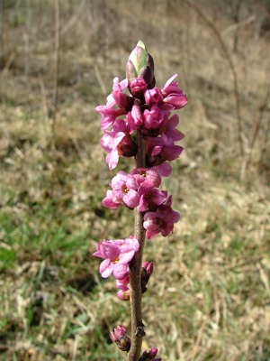 Wawrzynek wilczełyko - Daphne mezereum