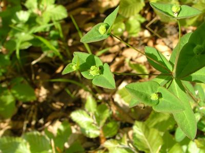 Wilczomlecz słodki - Euphorbia dulcis