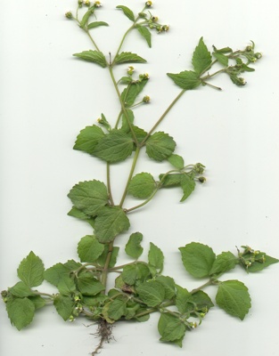 Żółtlica drobnokwiatowa - Galinsoga parviflora