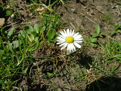 Stokrotka pospolita - Bellis perennis