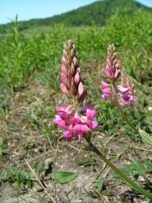 Sparceta siewna - Onobrychis viciaefolia, O. sativa