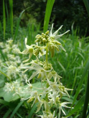 Kolczurka klapowana - Echinocystis lobata