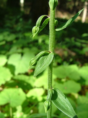 Kruszczyk szerokolistny - Epipactis helleborine, E. Latifolia