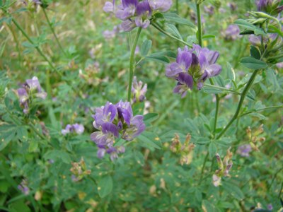 Lucerna siewna - Medicago sativa