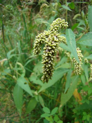 Rdest szczawiolistny - Polygonum lapathifolium