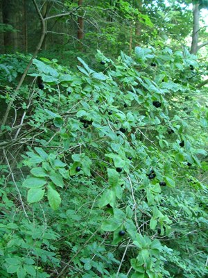 Wiciokrzew czarny - Lonicera nigra
