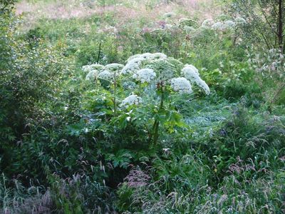 Barszcz Sosnowskiego - Heracleum sosnowskyi