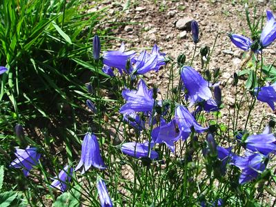 Dzwonek wąskolistny - Campanula polymorpha, Campanula kladniana