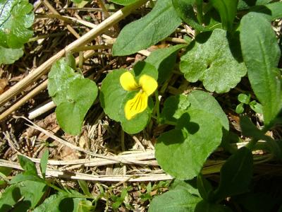 Fiołek dwukwiatowy - Viola biflora