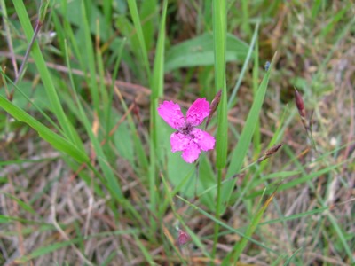 Goździk kropkowany - Dianthus deltoides