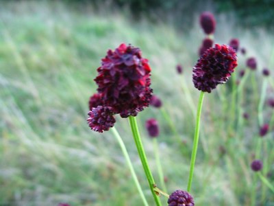 Krwiściąg lekarski - Sanguisorba officinalis